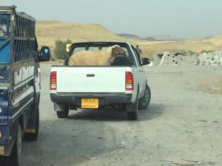 HRW personnel witness KDP asa’ish preventing a Yazidi man from transporting a single sheep for a funeral. Photo: 2016 Belkis Wille/Human Rights Watch